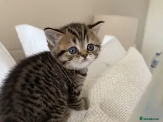 Scottish Fold cats Scottish fold black smoke kitten - Advert 1