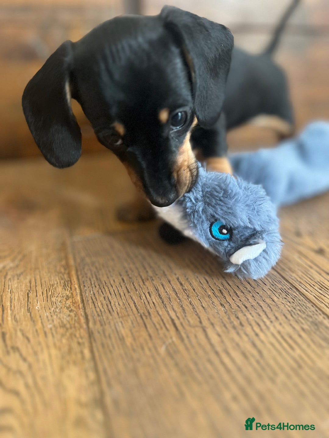 Miniature Dachshund dogs for sale: Miniature Dachshund Puppies - Image 17