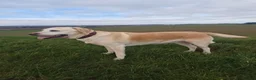 Labrador Retriever dogs for sale: Exceptional Home Raised Labrador Puppies in Nottingham - Advert 38