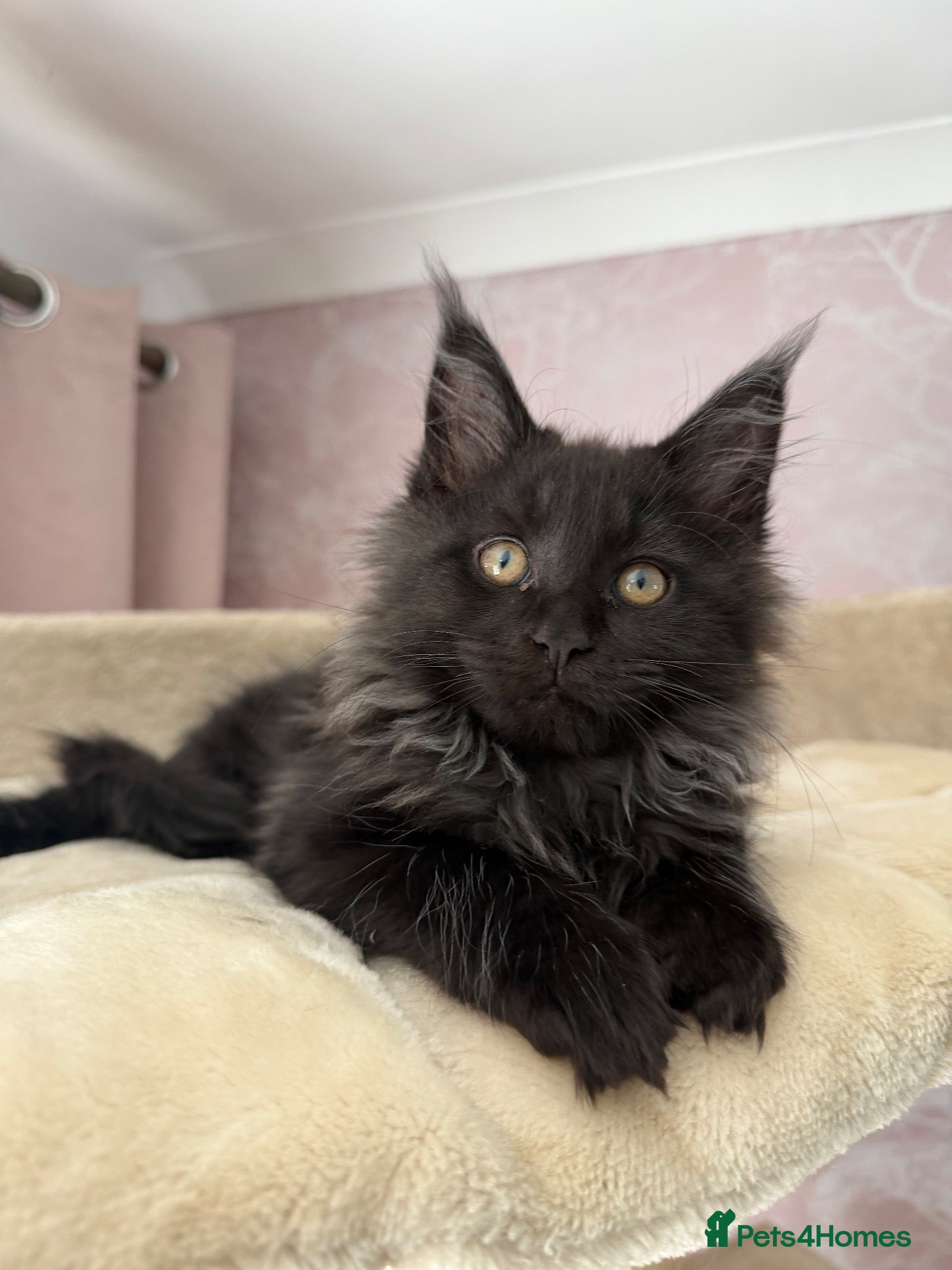 Maine Coon cats Tica registered black smoked male Maine coon - Advert 2