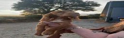 Sprocker dogs for sale: 5 beautiful sprocker puppies ready to collect  in South Molton - Advert 10