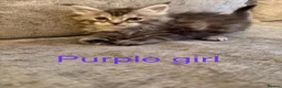 Maine Coon cats for sale: Pure maine coons kittens 2bs 3gs ready 14/2/26 - Advert 11