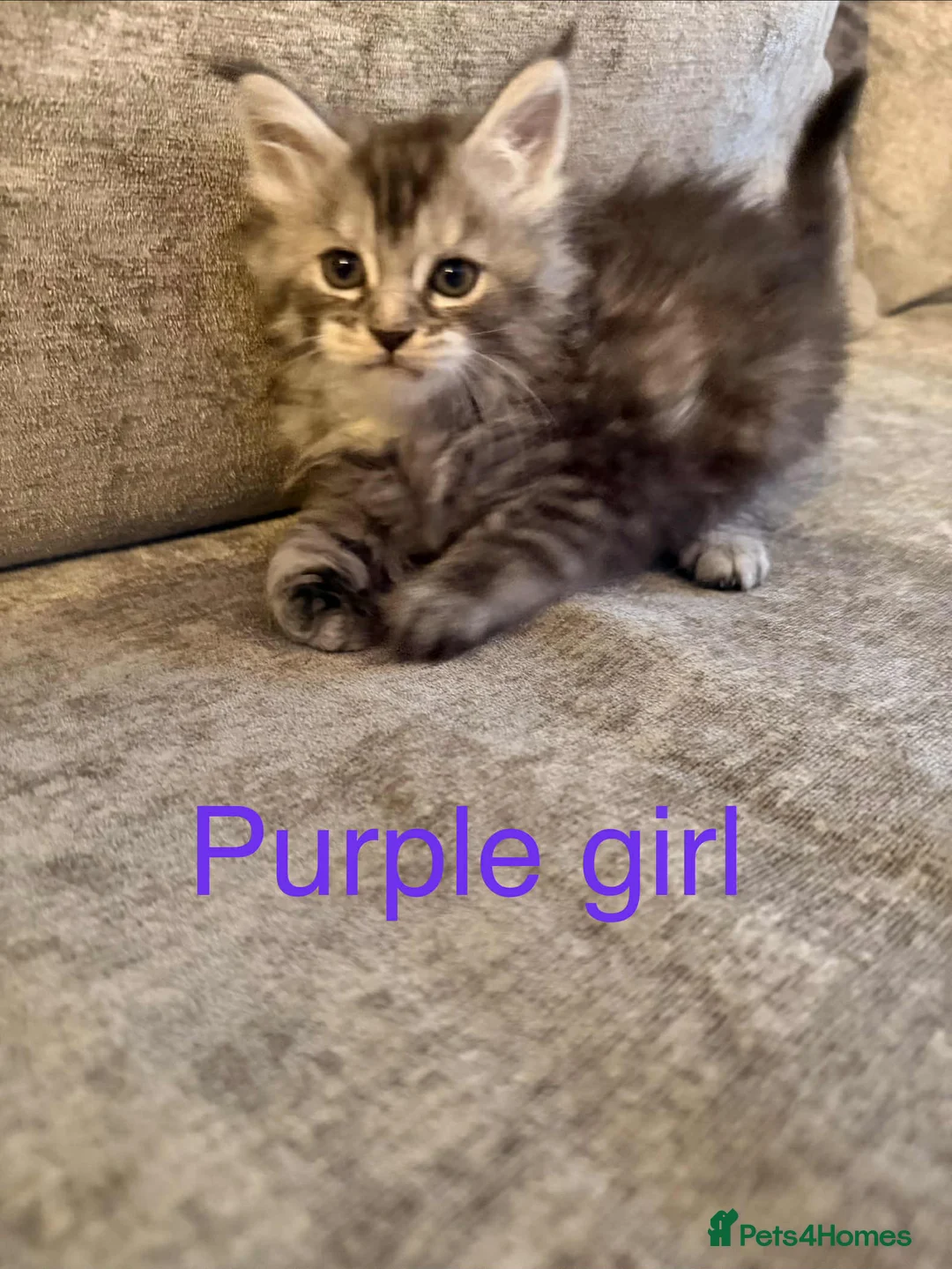Maine Coon cats for sale: Pure maine coons kittens 2bs 3gs ready 14/2/26 - Advert 11