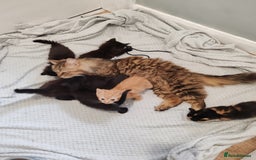 Mixed Breed cats for sale: Beautiful Male kittens VIDEOS - Image 31