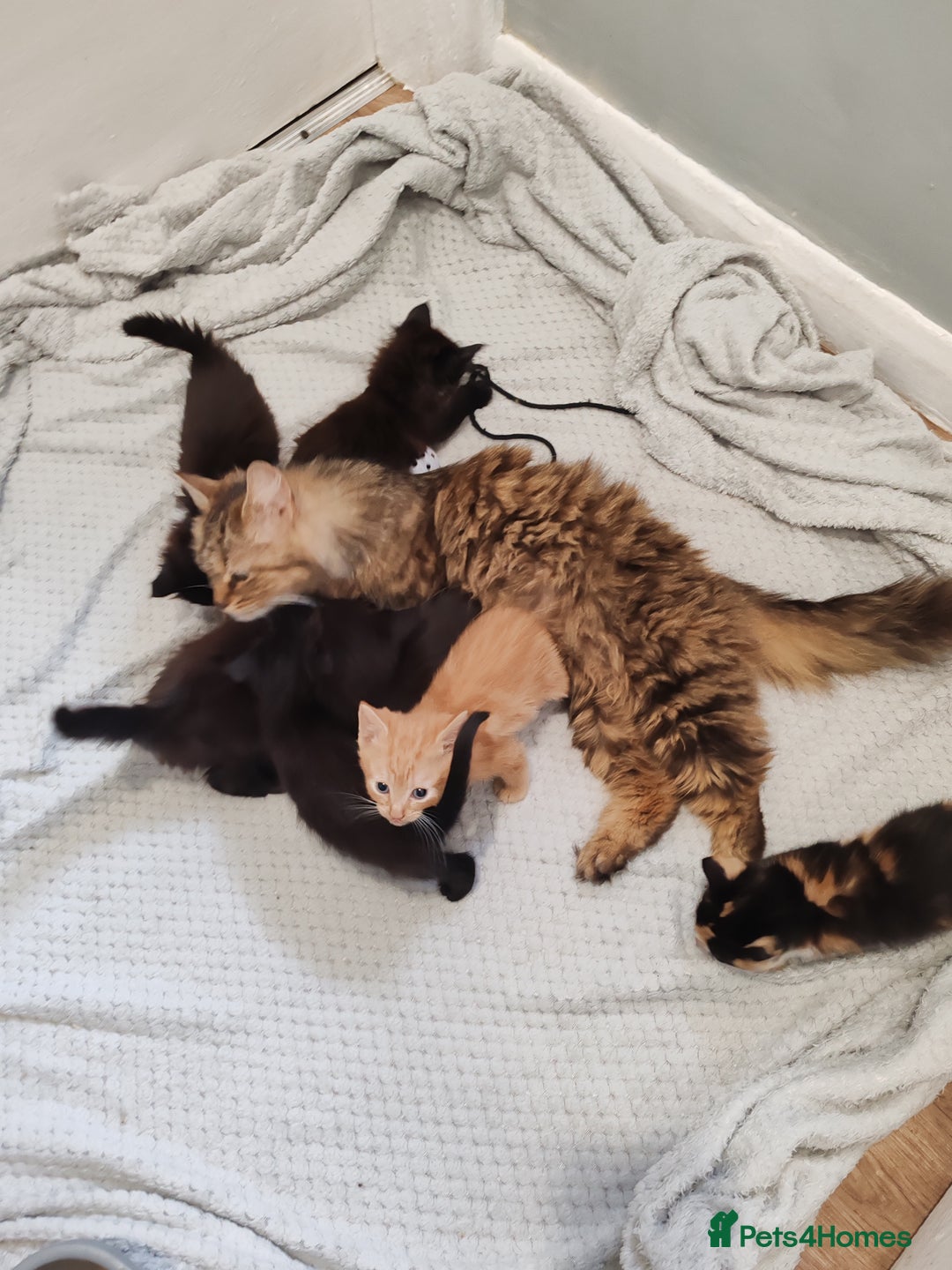 Mixed Breed cats for sale: Beautiful Male kittens VIDEOS - Image 31