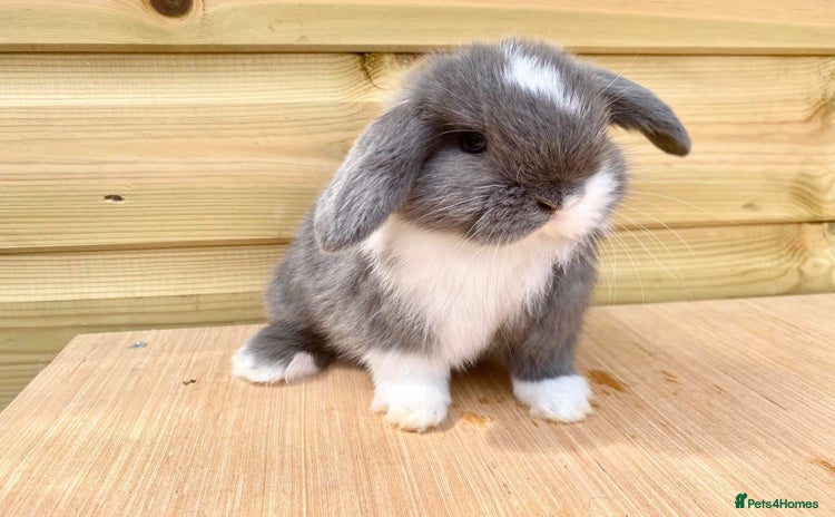 Mini Lop rabbits - Advert 9