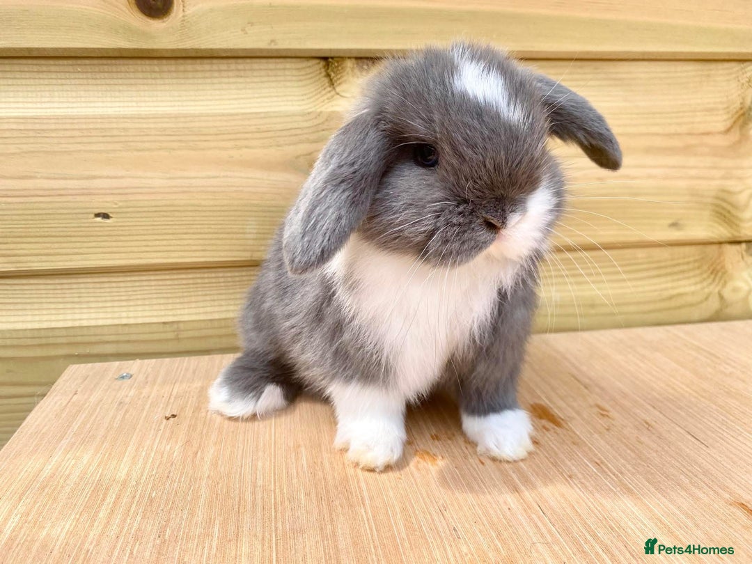 Mini Lop rabbits for sale: Mini lops  - Image 1