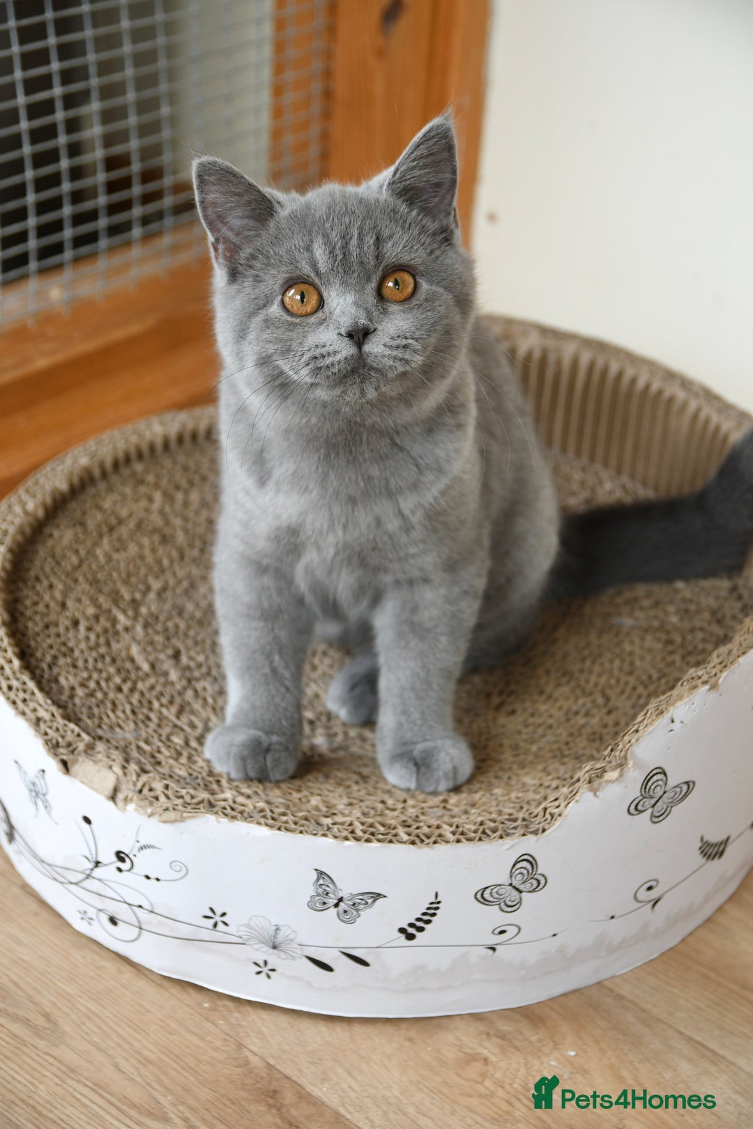 British Shorthair cats for sale: GCCF British Shorthairs Ready now  - Image 9