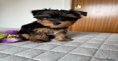 Yorkshire Terrier dogs - Advert 2