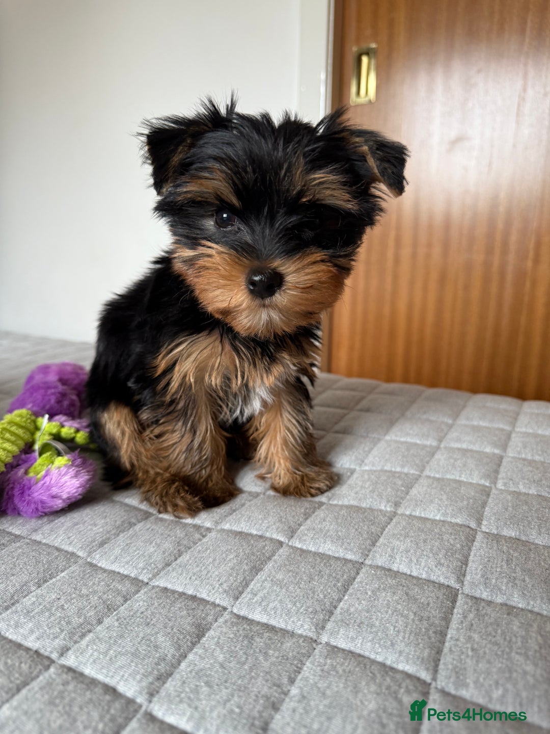Yorkshire Terrier dogs for sale: Yorkshire terrier pups - Image 2