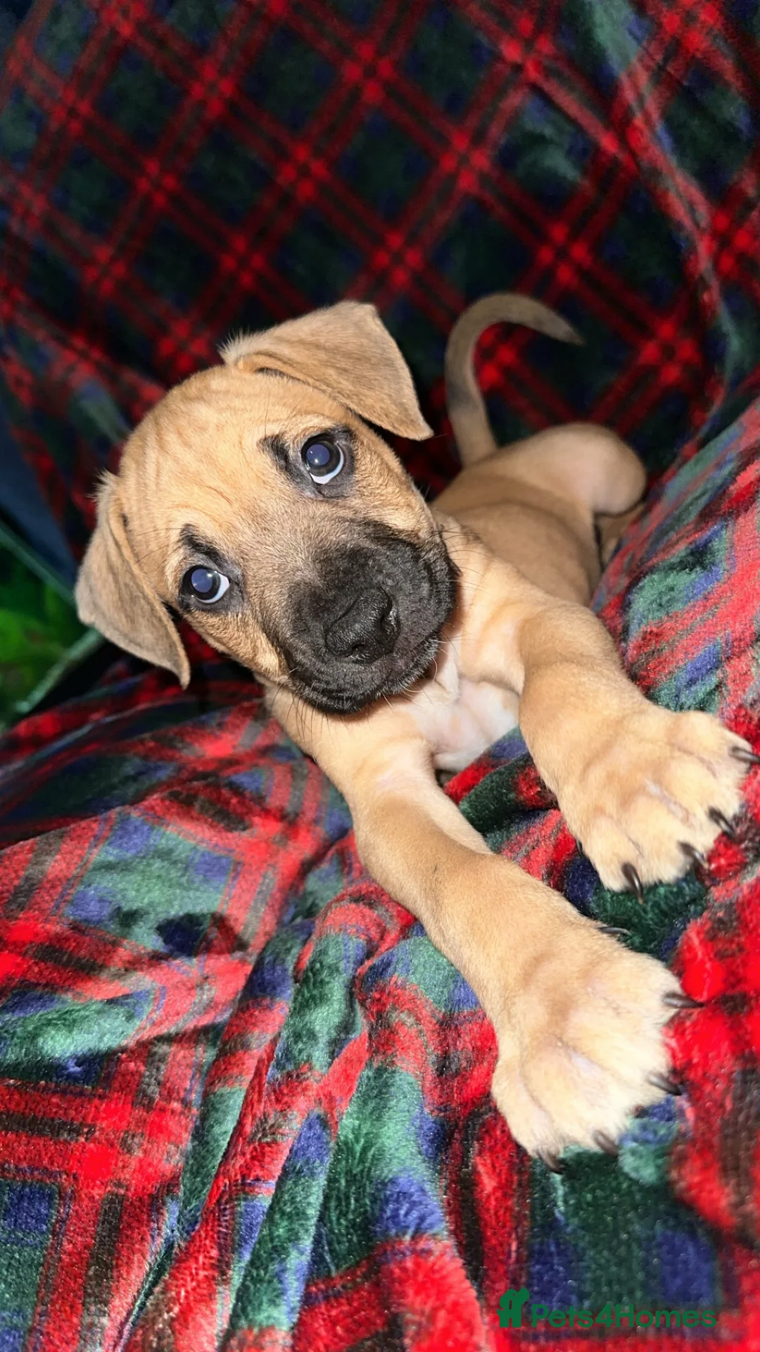 Mixed Breed dogs for sale: Staff X Sharpei puppies  - Advert 6
