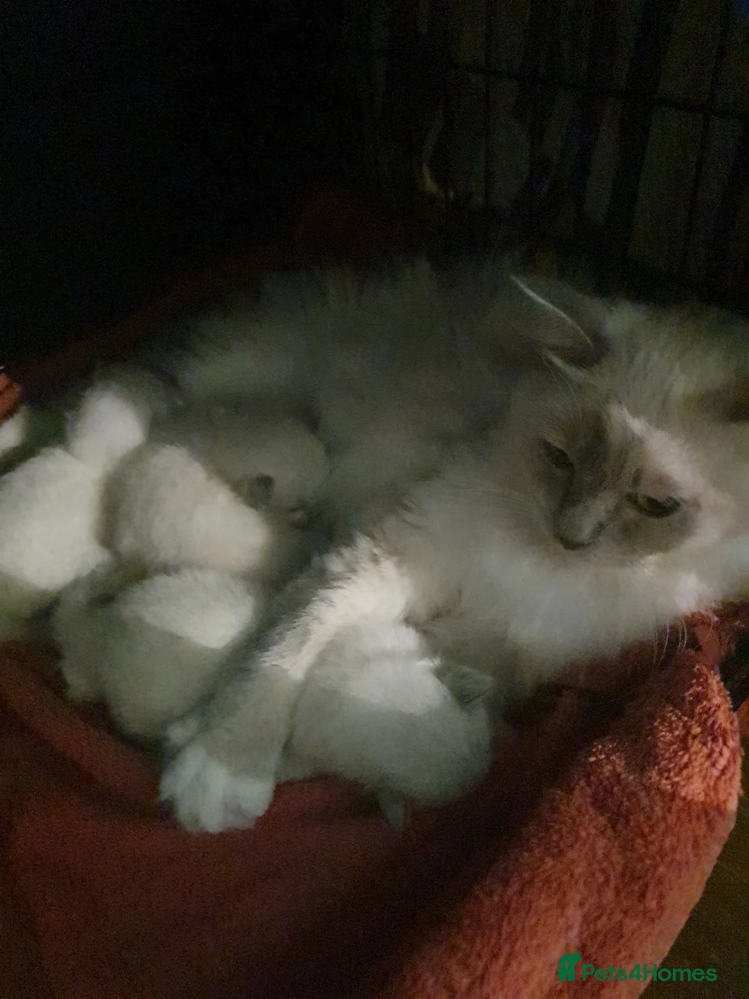 Ragdoll cats for sale: Cute ragdolls ready next month - Advert 2