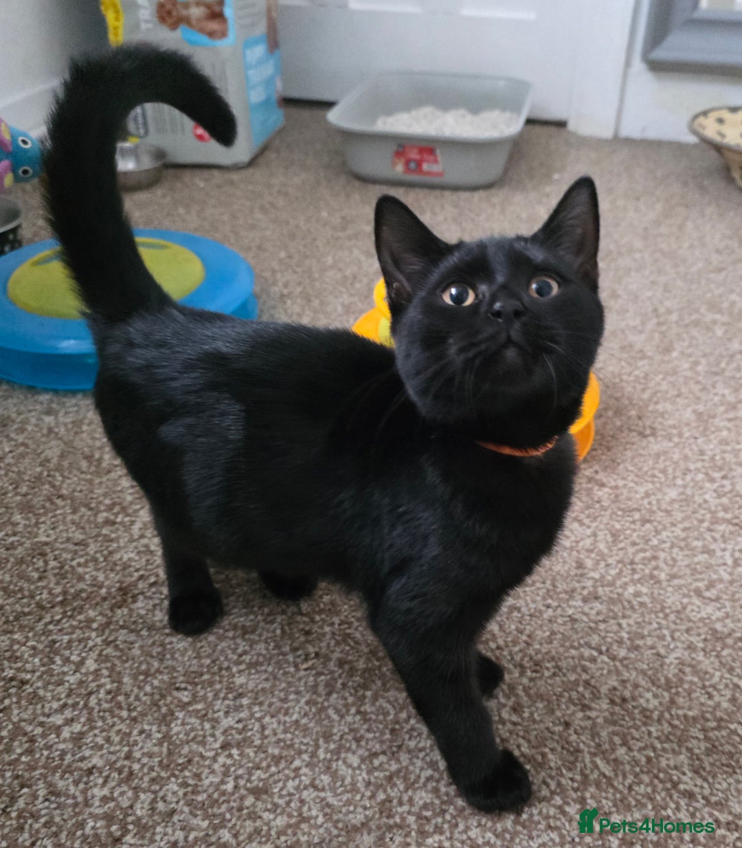 Mixed Breed cats for sale: LEFT ONE GIRL Beautiful Mixed British SH Kitten - Image 7