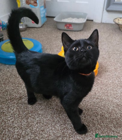 Mixed Breed cats - Advert 6