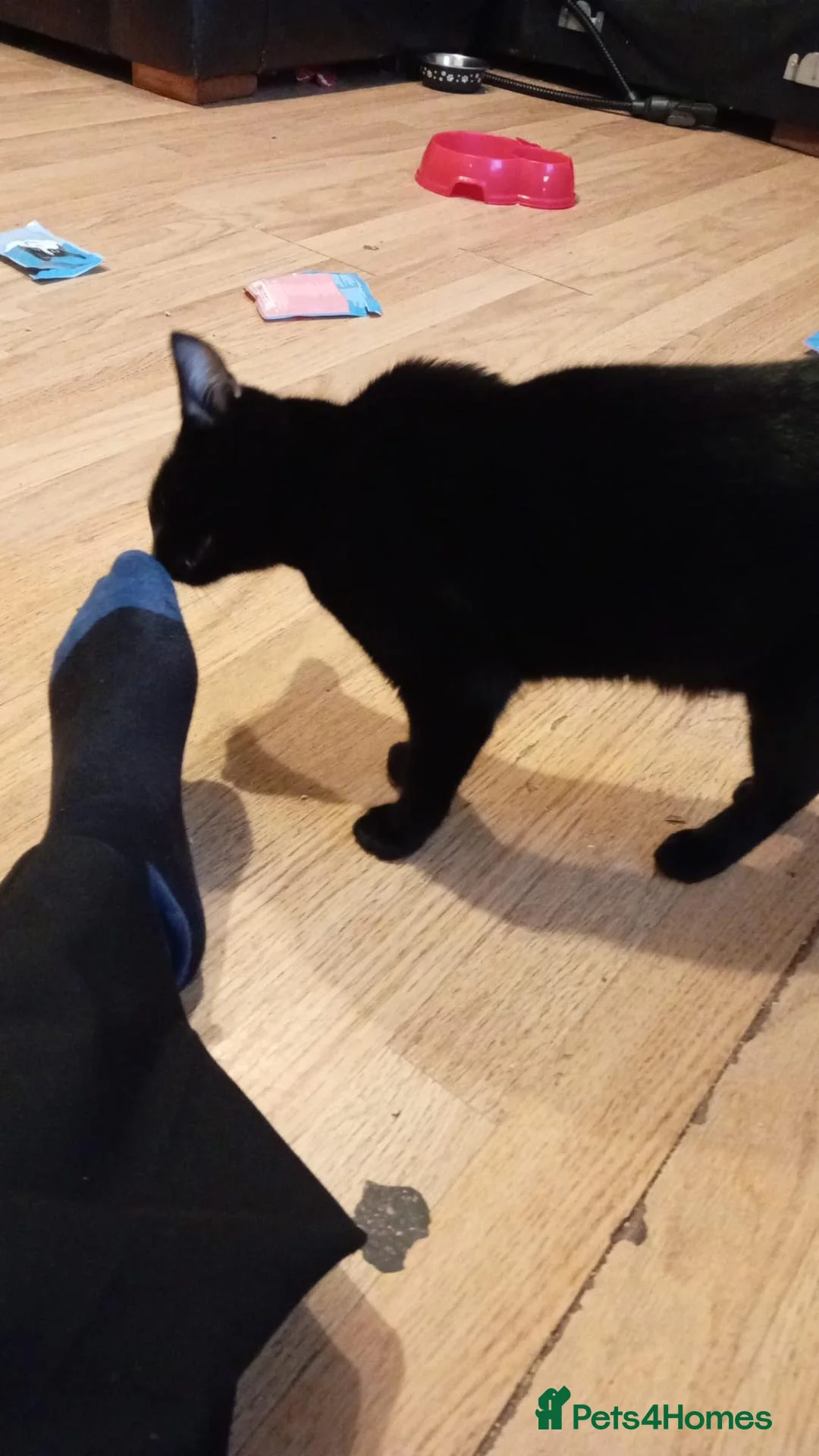 Mixed Breed cats for sale: 2 young cats both black in Southsea - Advert 1