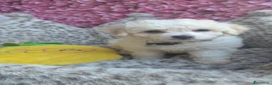 Bichon Frise 3