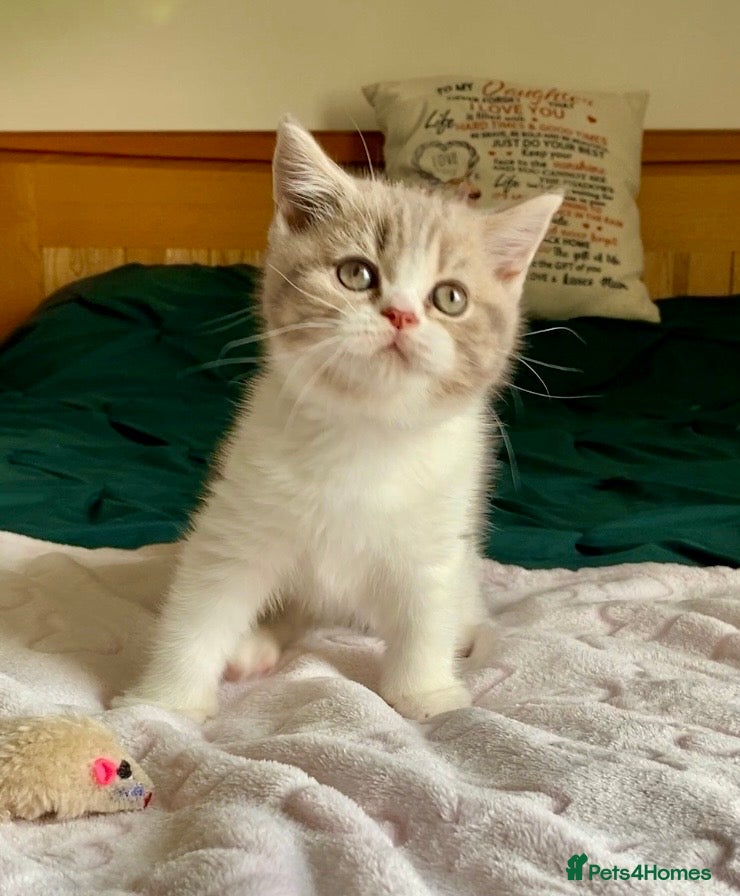 Scottish Fold cats 🧸1 OUTSTANDING TICA FAWN BICOLOUR GIRL LEFT 🧸 - Advert 2