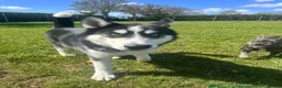 Siberian Husky dogs for sale: Blue  in Corby - Advert 13