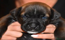 Belgian Shepherd Dog dogs for sale: Exceptional Herders from World-Class Lines - Image 23