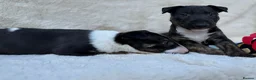 English Bull Terrier dogs for sale: Champion Bloodline English Bull Terrier Puppies - Advert 13