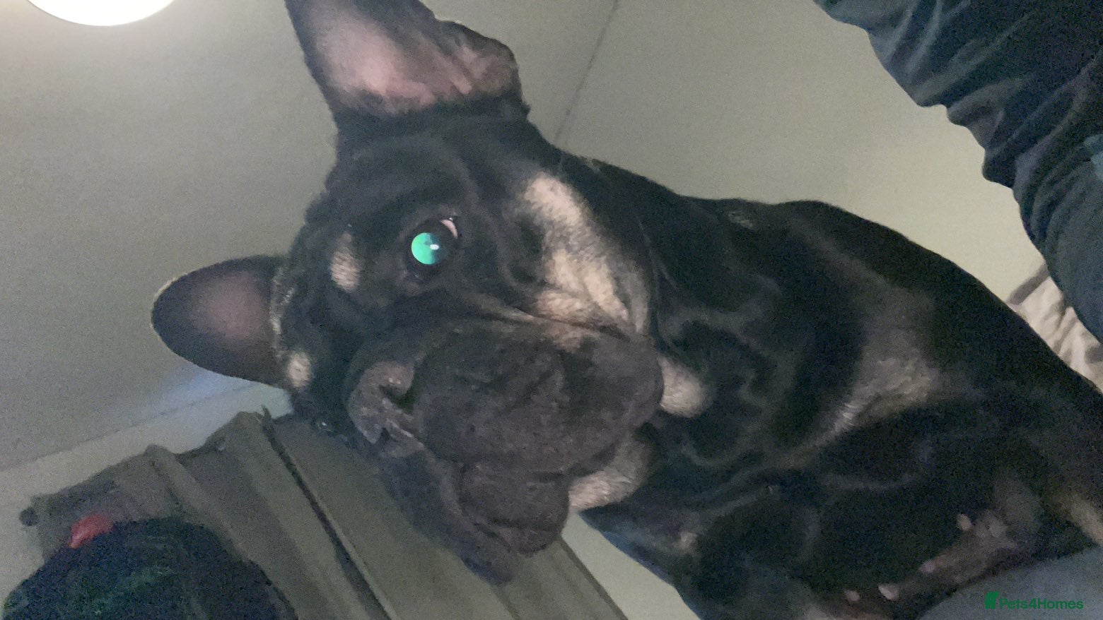 French Bulldog dogs Female French bulldog  - Advert 1