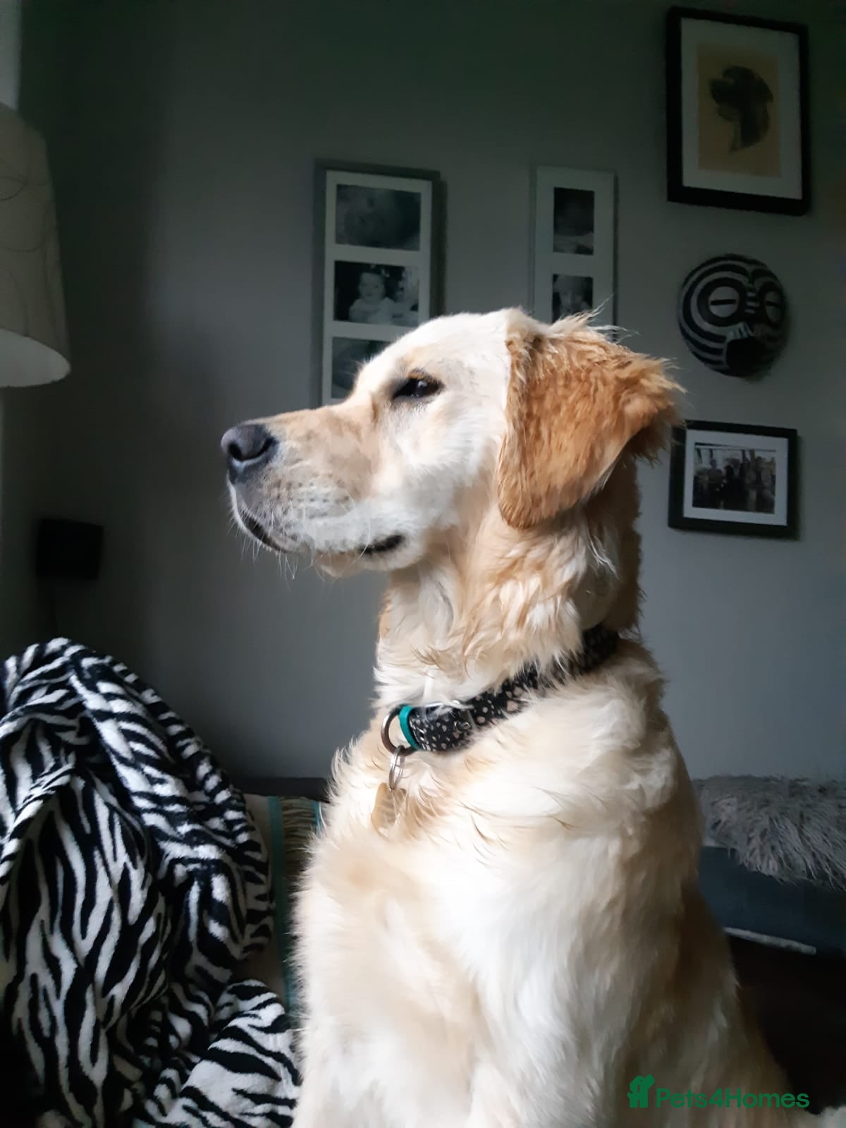 Golden Retriever dogs for sale: KC Registered Health Tested Golden Retriever Pups in Chester - Advert 1