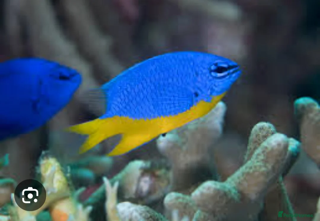 Other/Mixed Breed fish for sale: Azure Damselfish  - Advert 1
