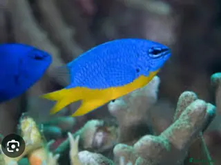 Other/Mixed Breed fish Azure Damselfish - Advert 2