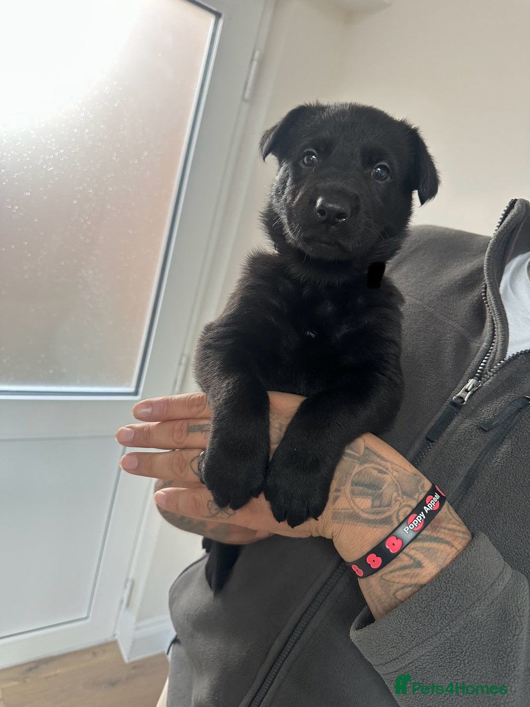German Shepherd dogs for sale: Working line black GSD puppies - Image 1