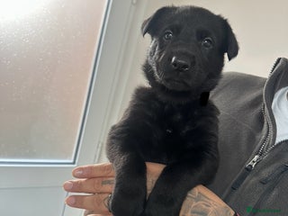 German Shepherd dogs - Advert 1