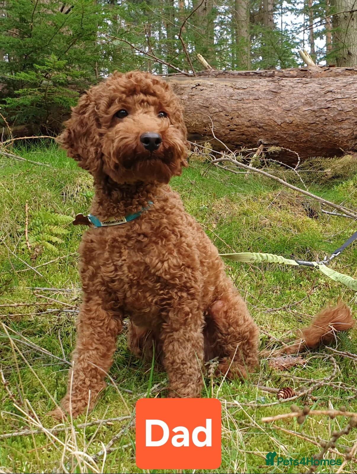 Cockapoo dogs  Beautiful F1 Cockapoos - Advert 2