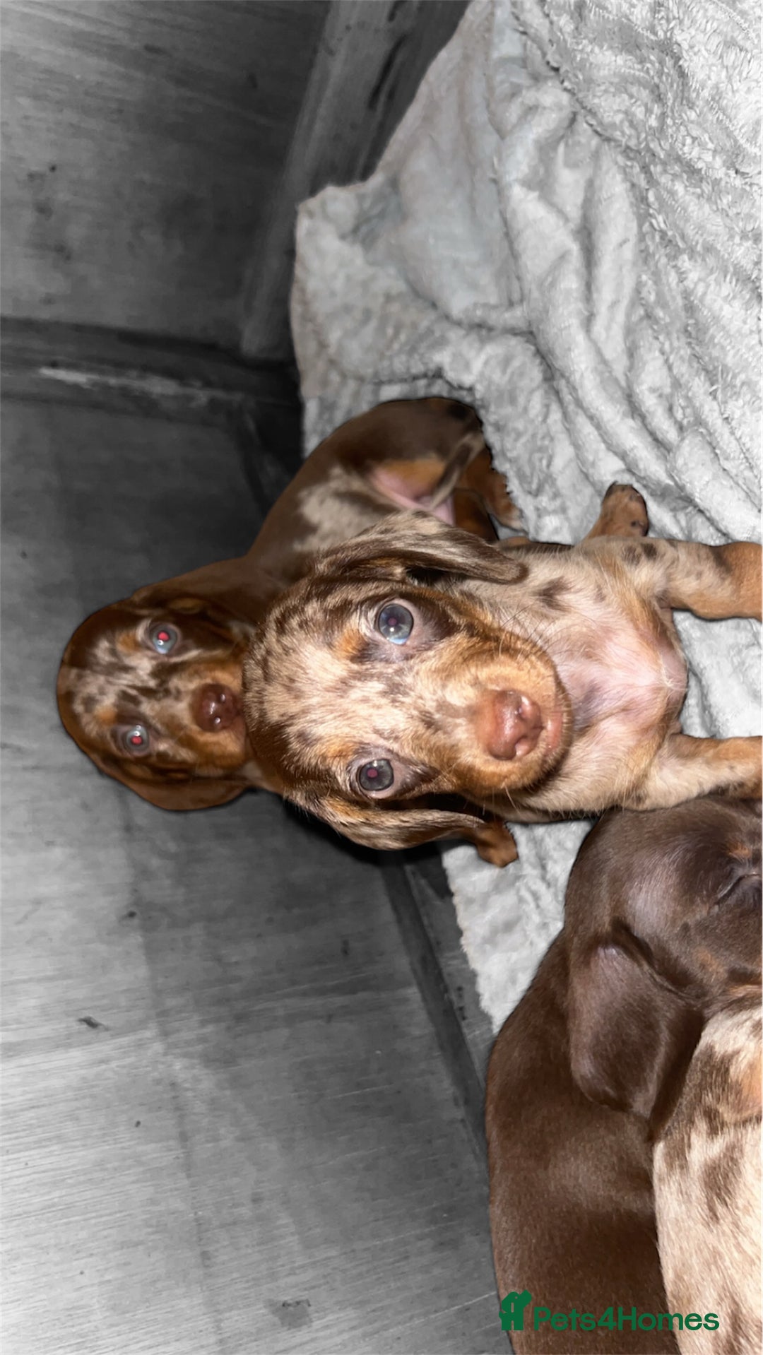 Dachshund dogs for sale: Chocolate Dapple short haired   - Image 5