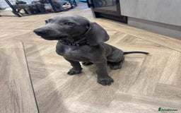 Weimaraner dogs for sale: 🐾 KC Weimaraners, ready now 🐾  - Advert 40