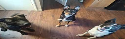 Border Collie dogs for sale: Murphy  in Swansea - Advert 19