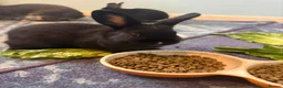 Netherland Dwarf rabbits for sale: Gorgeous Netherland Dwarf kits - Advert 6
