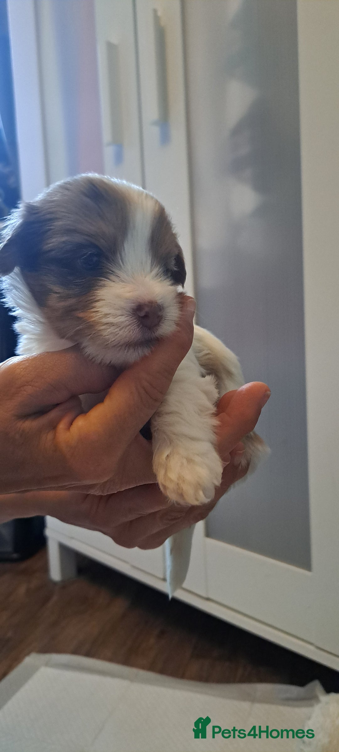 Yorkshire Terrier dogs for sale: 1 Boy & 3 Girls with Unique Coats - Image 4