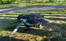 Dachshund dogs for stud: Blue miniature dachshund for stud. - Image 7