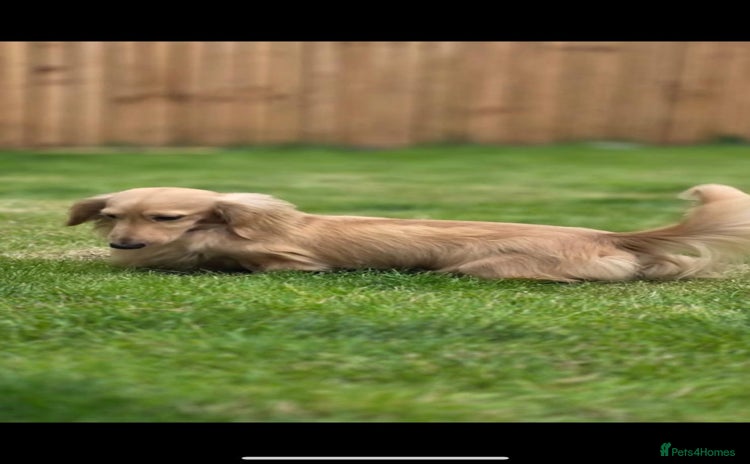 Miniature Dachshund dogs - Advert 1