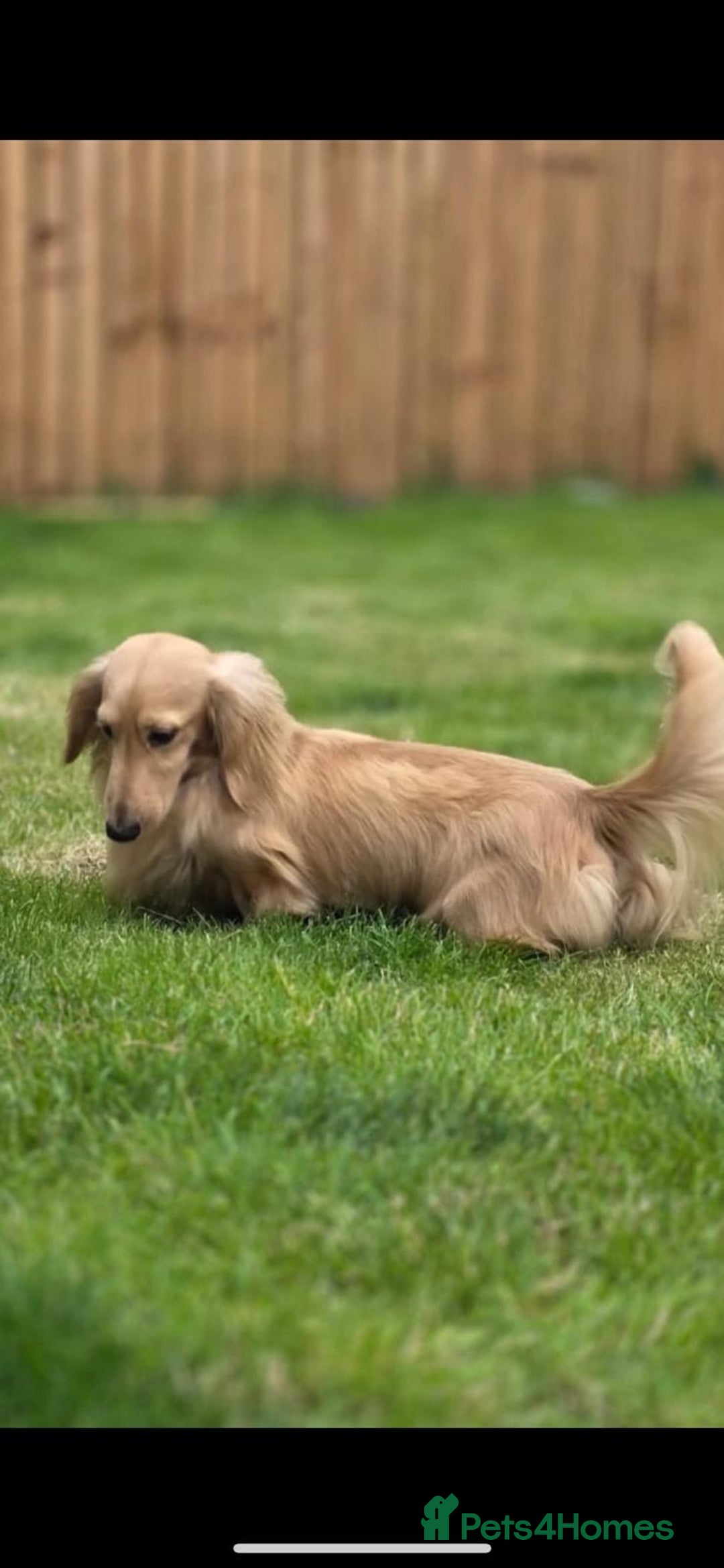 Miniature Dachshund dogs for stud: Kc reg miniature dachshunds for stud  - Image 7