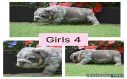 English Bulldog dogs for sale: Outstanding English bulldog puppies  - Image 10
