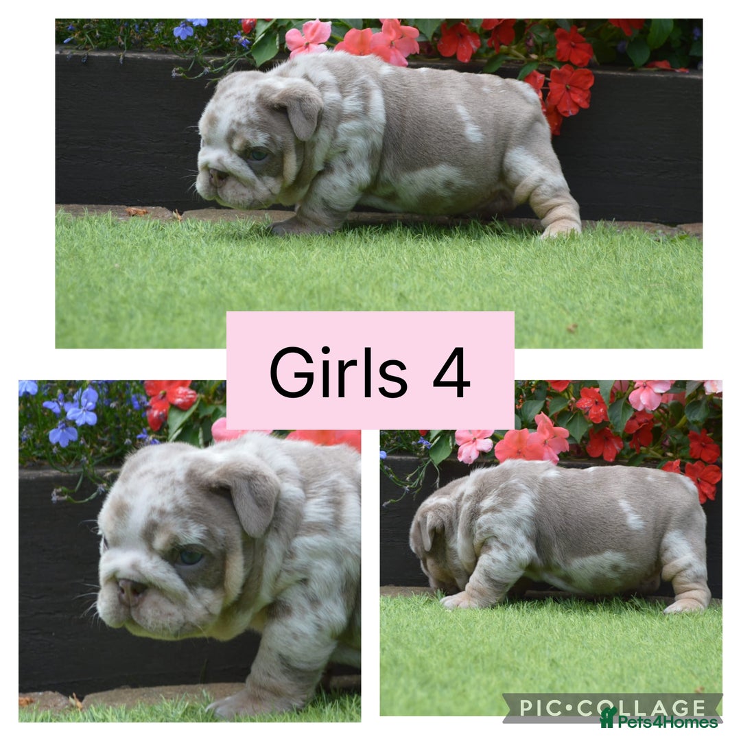 English Bulldog dogs for sale: Outstanding English bulldog puppies  - Image 10