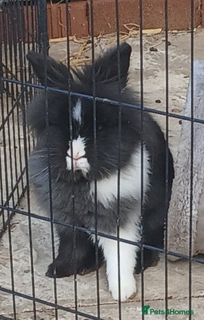 Lionhead rabbits in Birmingham - Advert 16