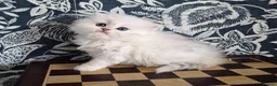 British Longhair cats for sale: Stunning Black Tipped British  - Advert 9