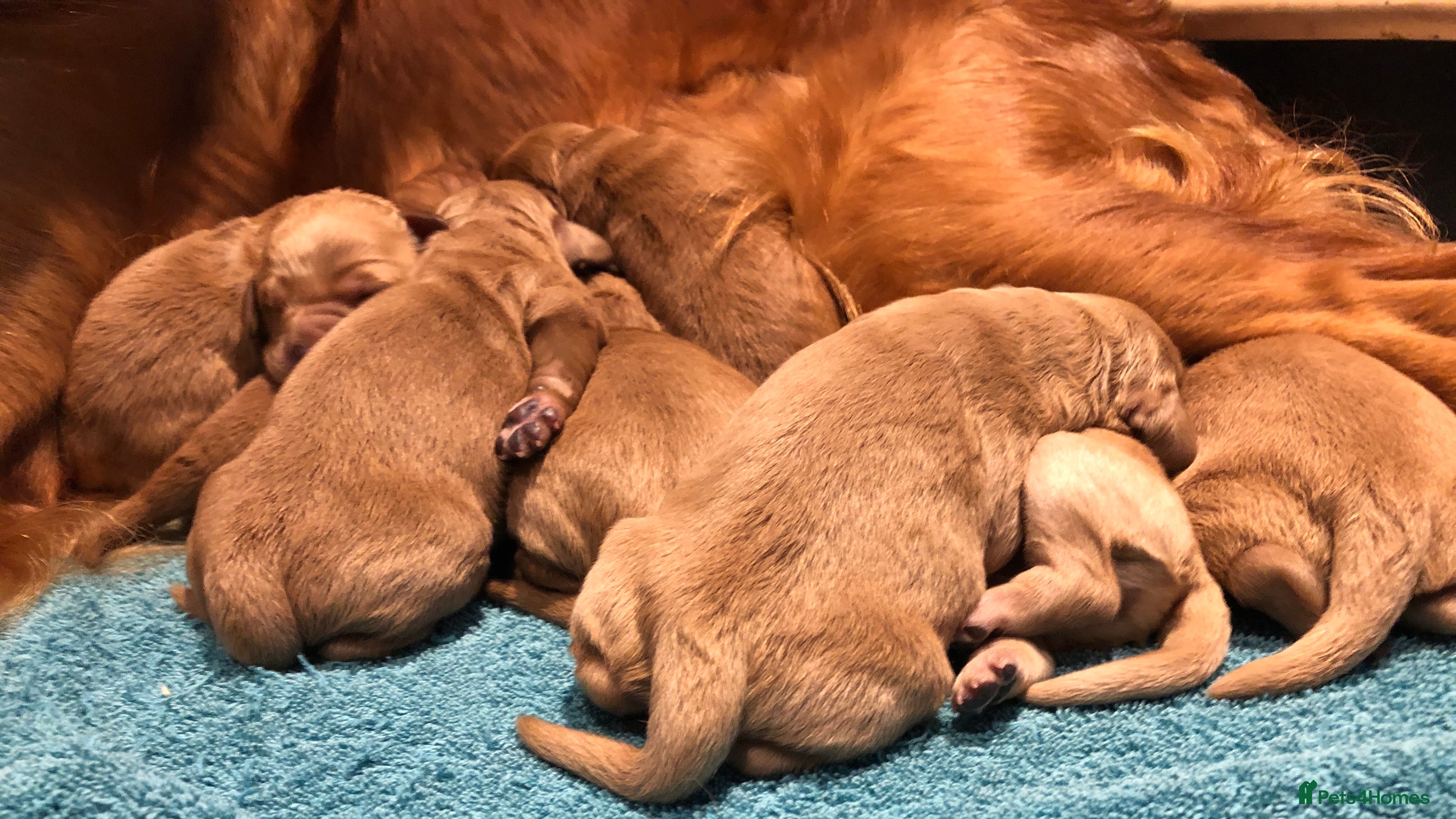 Goldendoodle dogs F1 Miniature Goldendoodle 100% DNA Health Tested - Advert 2