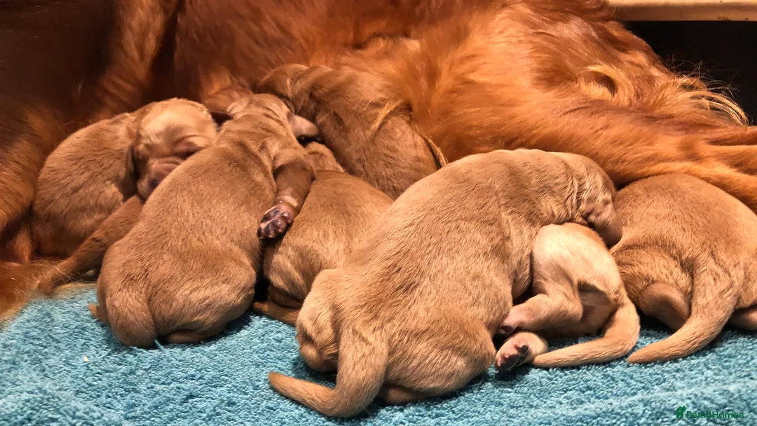 Goldendoodle dogs for sale: F1 Miniature Goldendoodle 100% DNA Health Tested - Advert 1