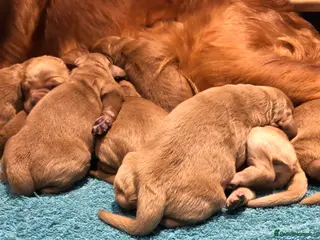 Goldendoodle dogs F1 Miniature Goldendoodle 100% DNA Health Tested - Advert 2