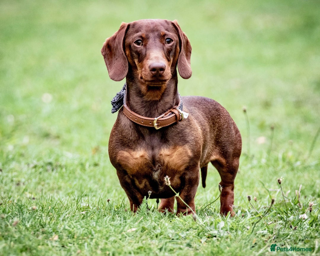 Miniature Dachshund dogs for stud: Miniature Choc & Tan Dachshund STUD KC registered  in Barnsley - Advert 1