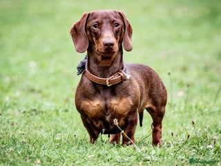 Miniature Dachshund dogs in Barnsley - Advert 32