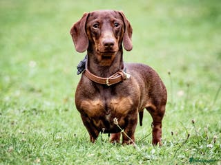 Miniature Dachshund dogs Miniature Choc & Tan Dachshund STUD KC registered in Barnsley - Advert 12