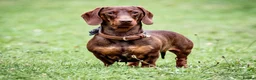Miniature Dachshund dogs for stud: Miniature Choc & Tan Dachshund STUD KC registered  in Barnsley - Advert 1